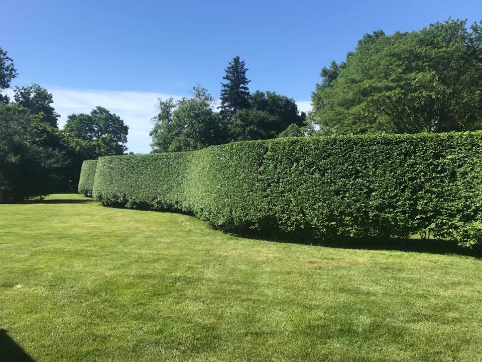 Hand-pruned mature privet hedge